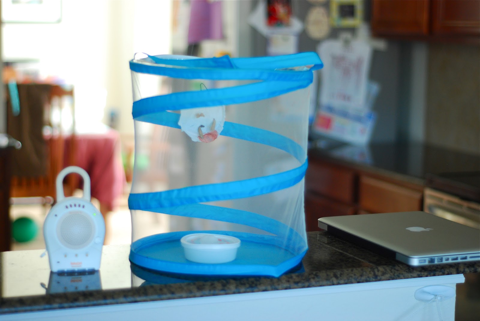 better than i could have imagined Caterpillars to Butterflies....