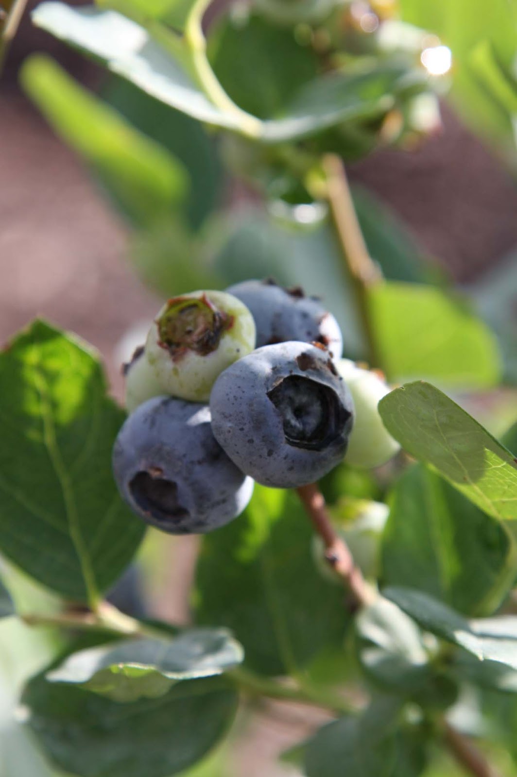 Visit Pasco County Florida Brenda's Berry Farm