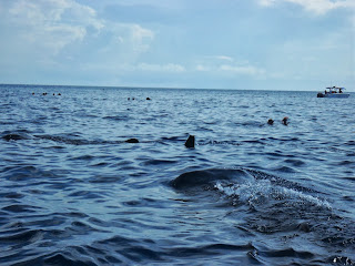 Whale sharks at Isla Holbox in Mexico