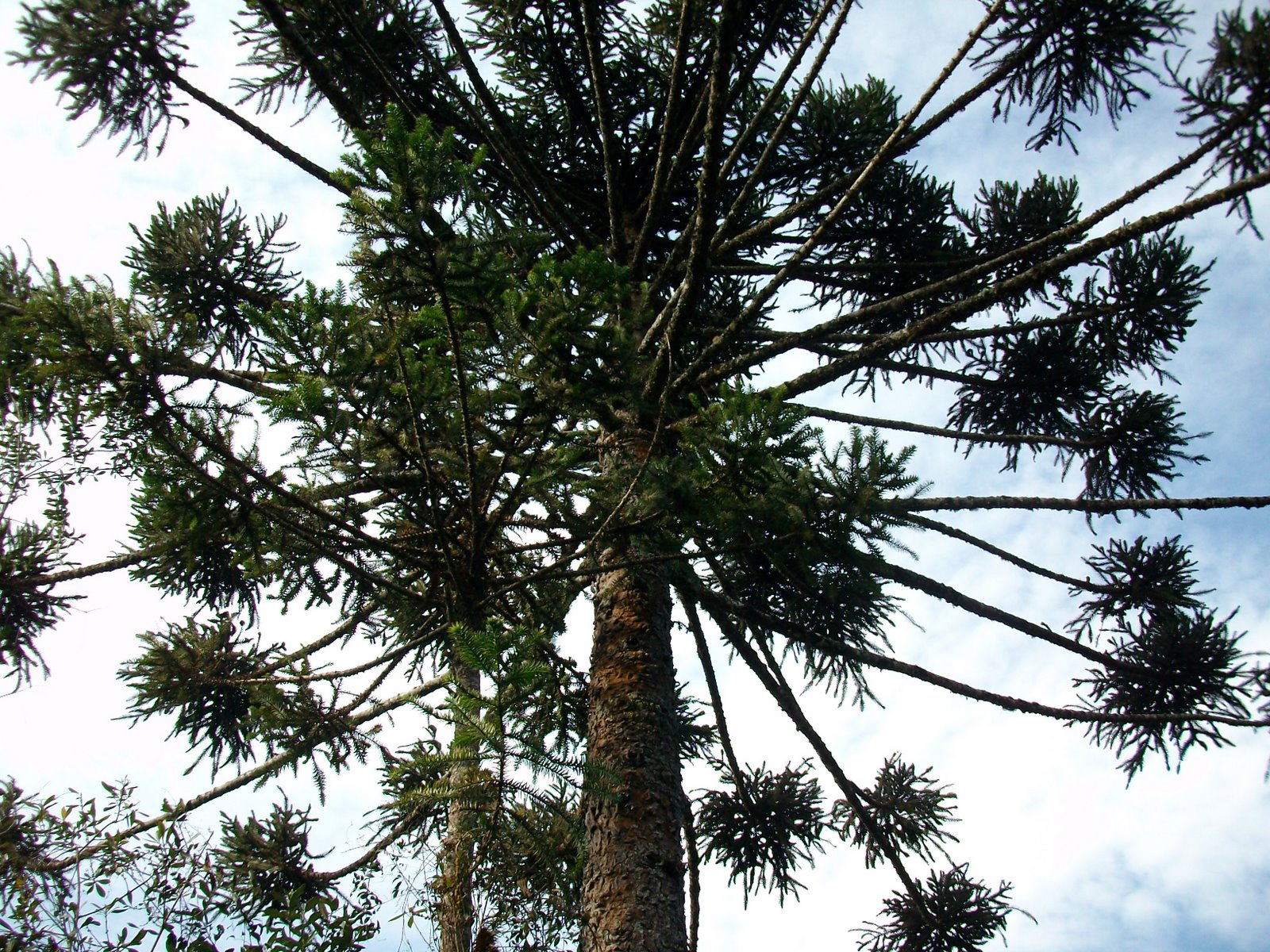 Dyckia Brazil Araucaria angustifolia. the Brazilian pine tree
