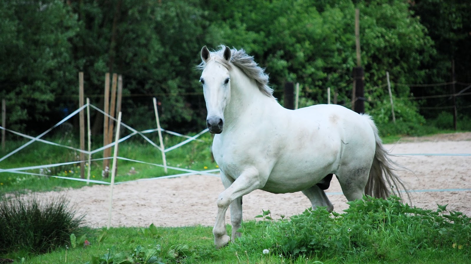 White Horse uhd