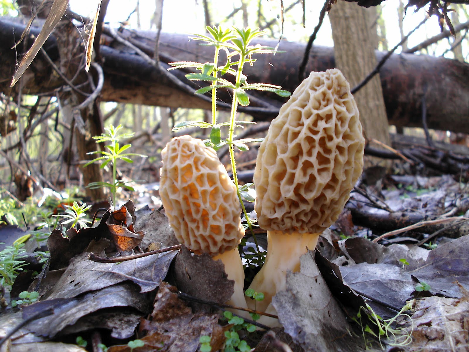 Mid Missouri Morels and Mushrooms Too Busy Picking to Post