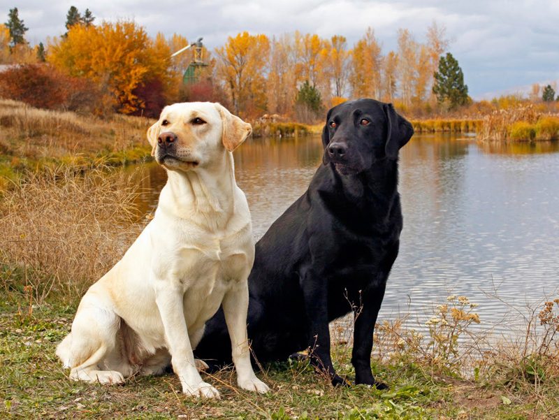LabradorRetrivers.jpg
