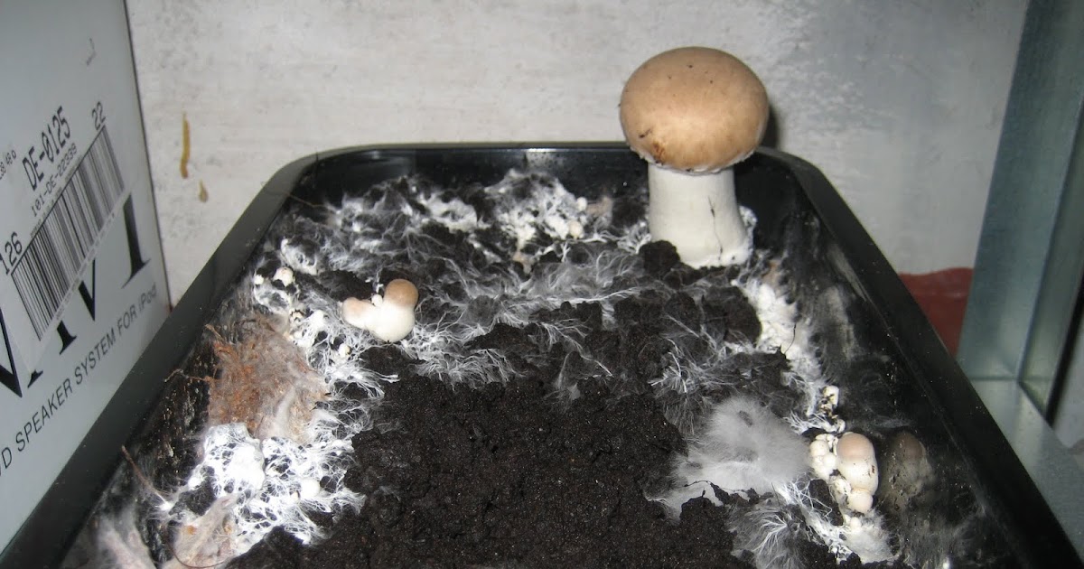 Nini's Bento Lab: Pilze im Keller...