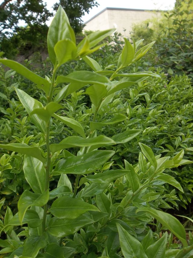 Future Plants By Randy Stewart Sarcococca Sweet Box