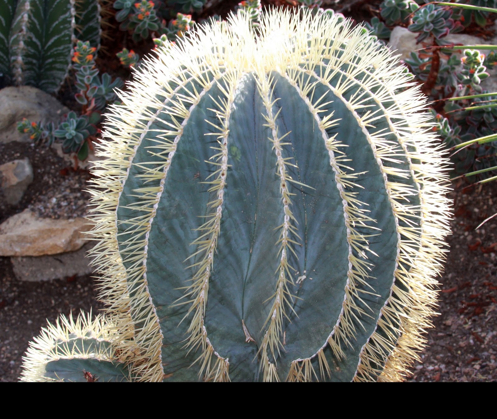 Trees Ferocactus glaucescens Blue Barrel Cactus