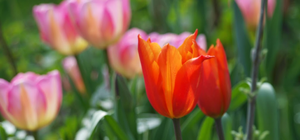 Tulipaner "Ballerina" og  "New Design" blomstrer i haven