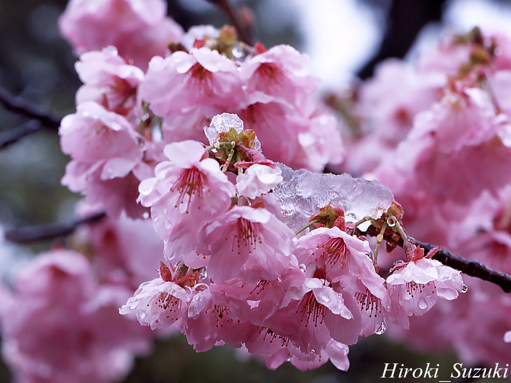 Free Cool Wallpapers: cherry blossom flower