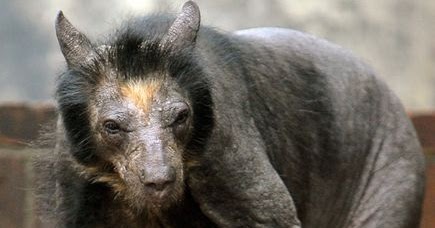 Do You Recognize These Animals Without Hair? | Cool Damn Pictures
