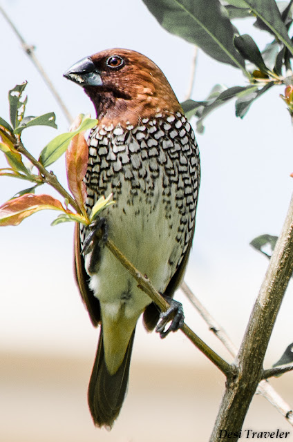 Scaly Breasted Munia-Lonchura punctulata Spice Finch a small bird on a branch