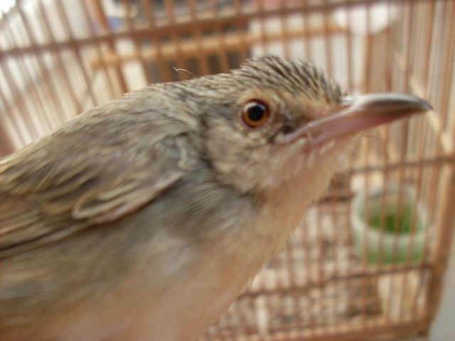 14++ Suara burung ciblek gunung betina terbaru