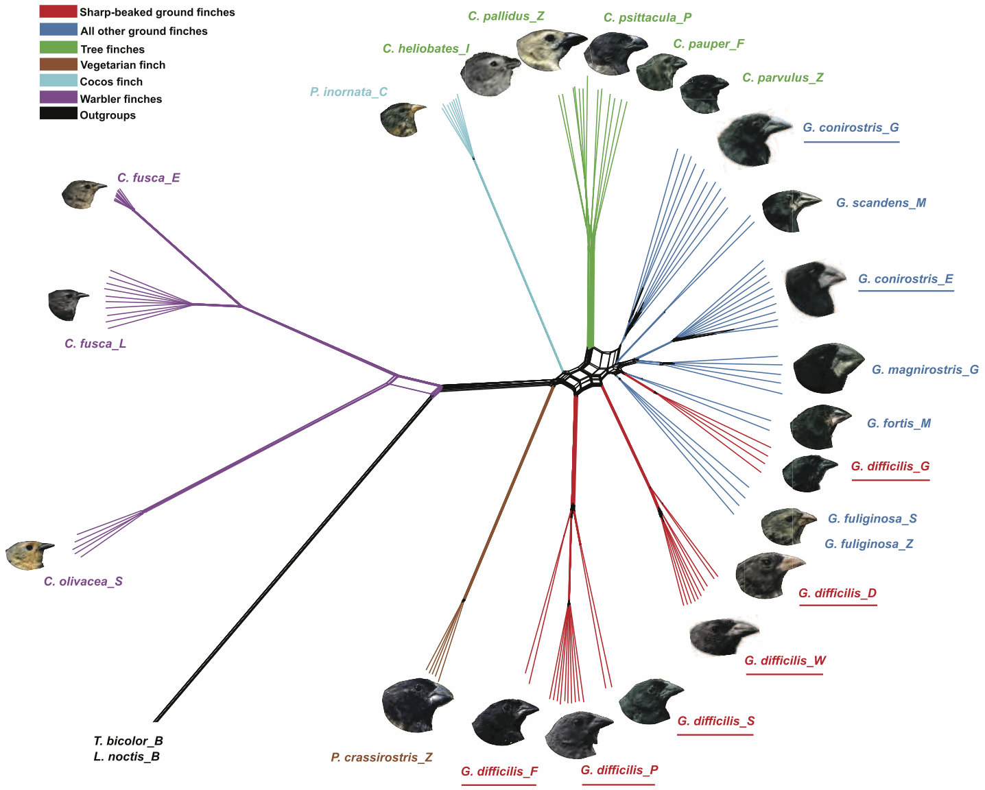 Adaptive Radiation Vs Natural Selection Adaptive Radiation Vs Natural Selection