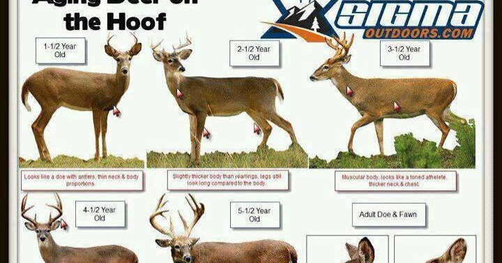 a dixie lady deer hunter aging deer chart aging deer on the hoof chart