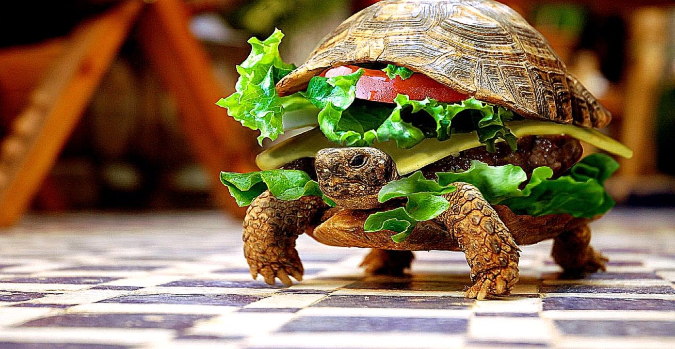 Funny Turtles Hd Wallpaper Sandwich