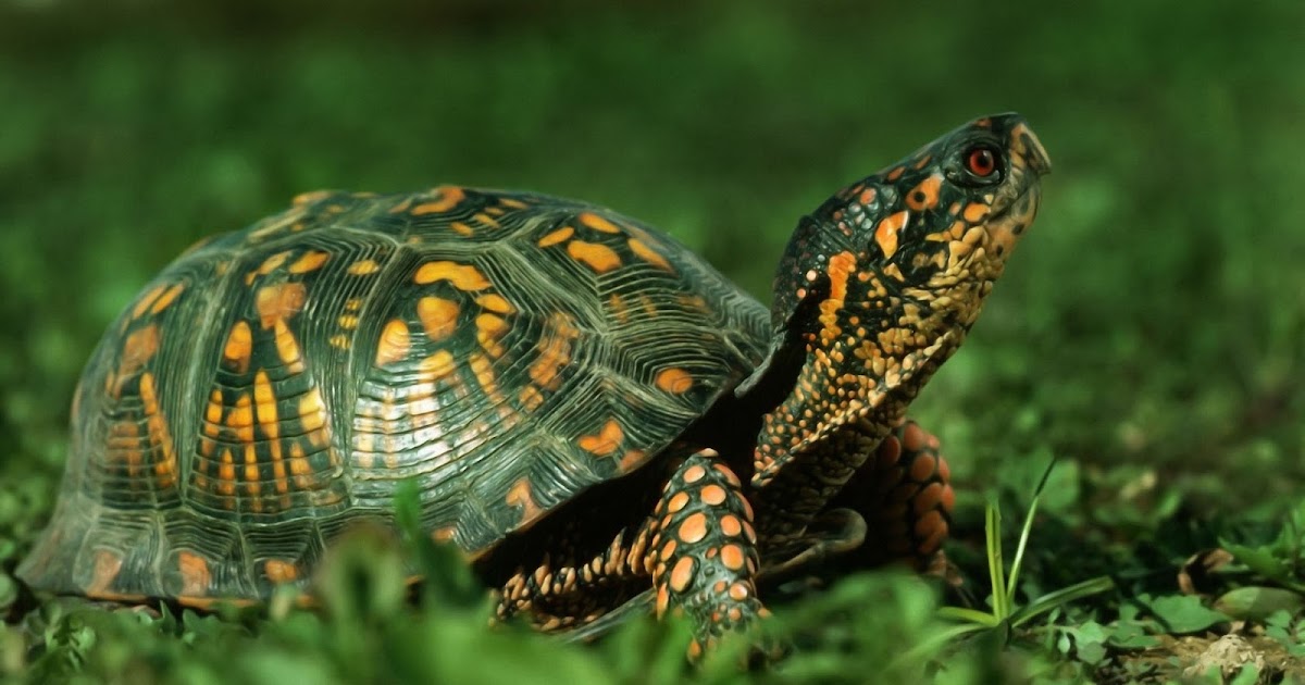 Tortoise wallpapers hd - Free Wallpaper
