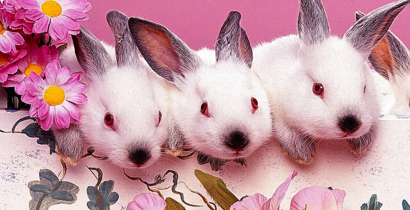 Cute Rabbit Wallpaper Free Download