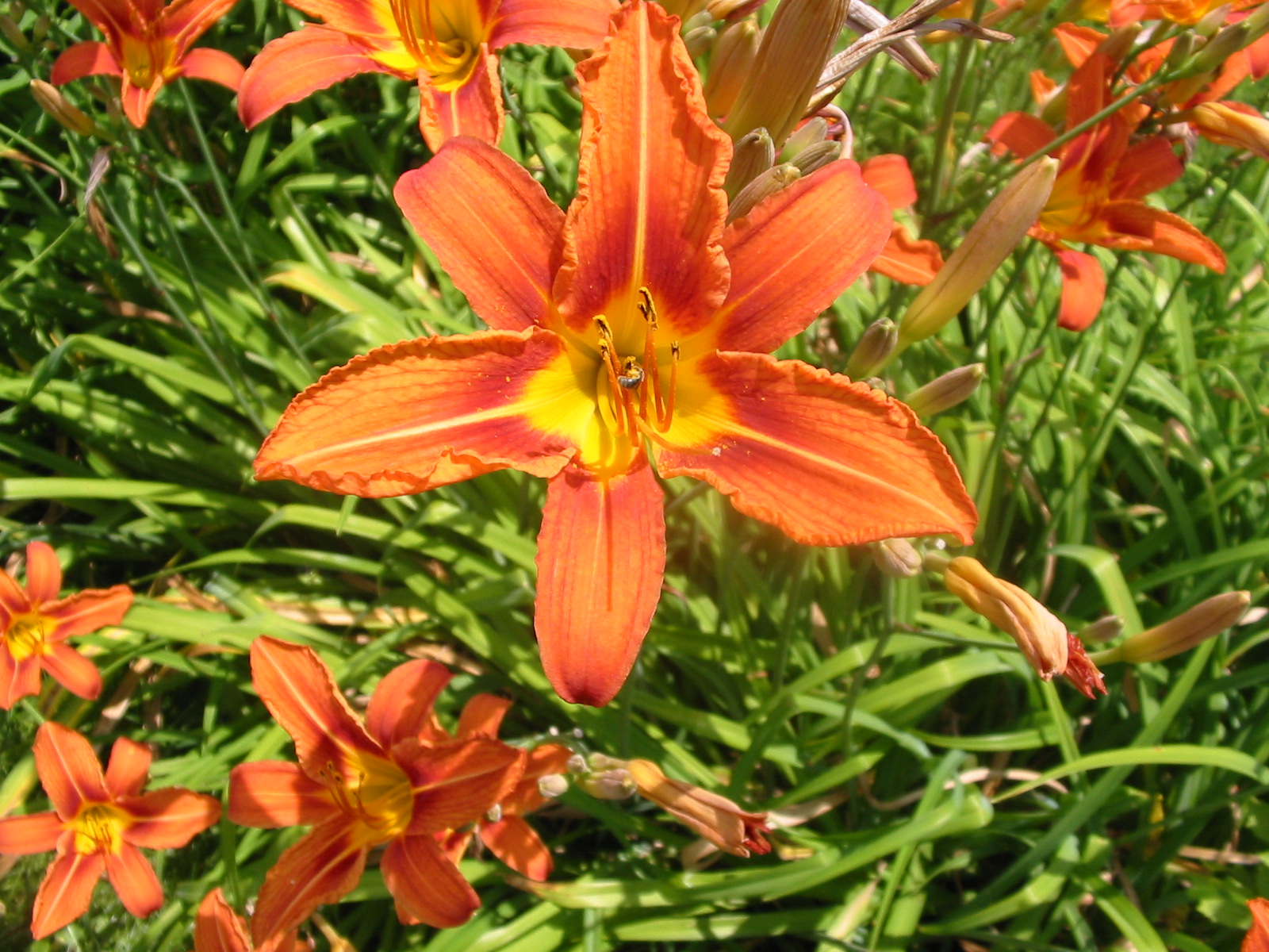 Knee Deep in Sheep Consider the lilies of the field.........