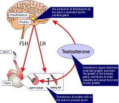 Role of testosterone in male reproductive system