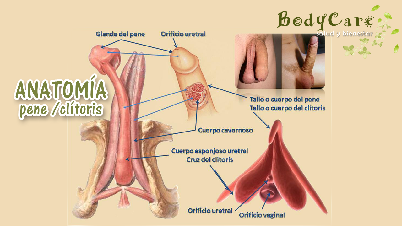 VAGINA Y PENE vagina y pene:
