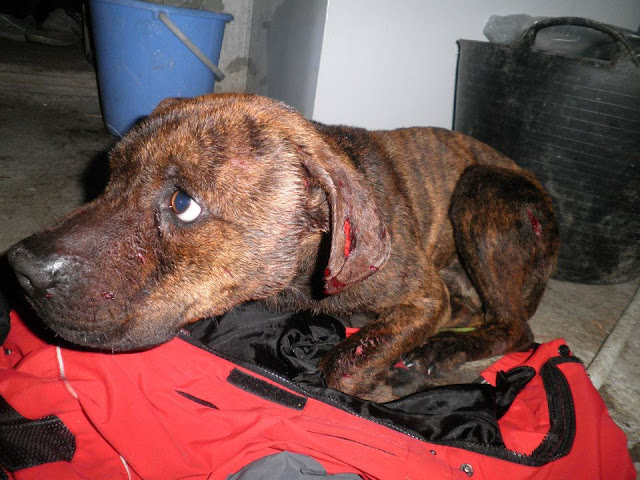 Συνελήφθησαν δεκαεπτά άτομα στην Κατερίνη Πιερίας για συμμετοχή σε κυνομαχίες (φωτογραφίες)