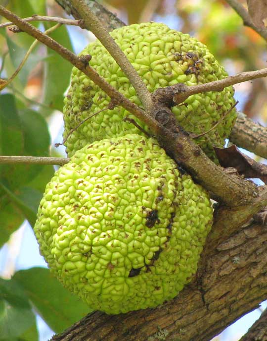"Wonderfully Made" Decorating With Hedge Apples