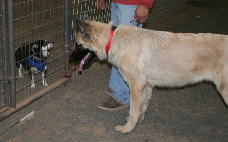 long haired shepherd mix standing and looking through fence at a small 10-pound dog with a sweater on, shepherd mix is in a relaxed but curious stance with tongue hanging out