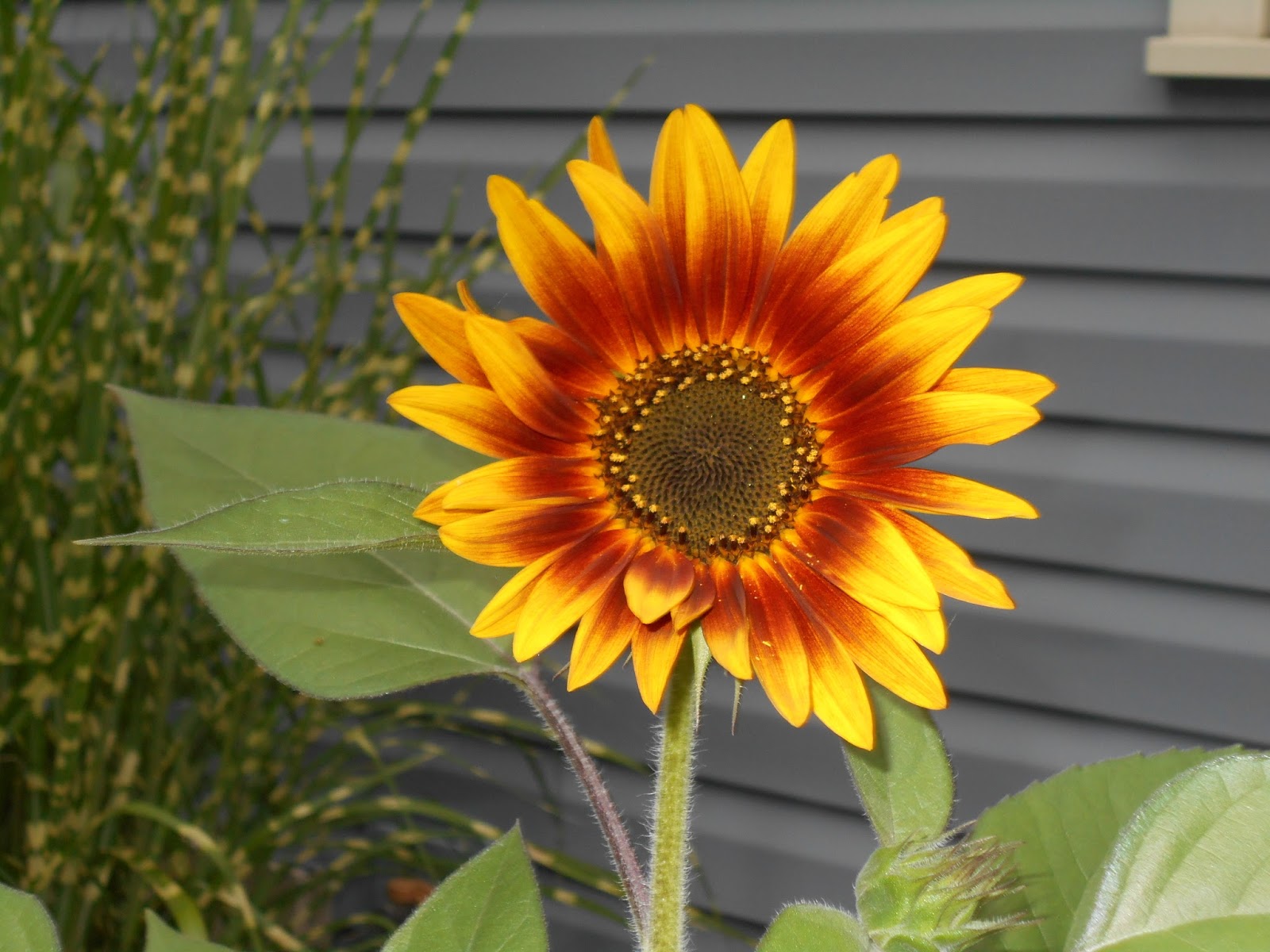 New York State of Mind AUTUMN IS HERE MY AUTUMN SUNFLOWER