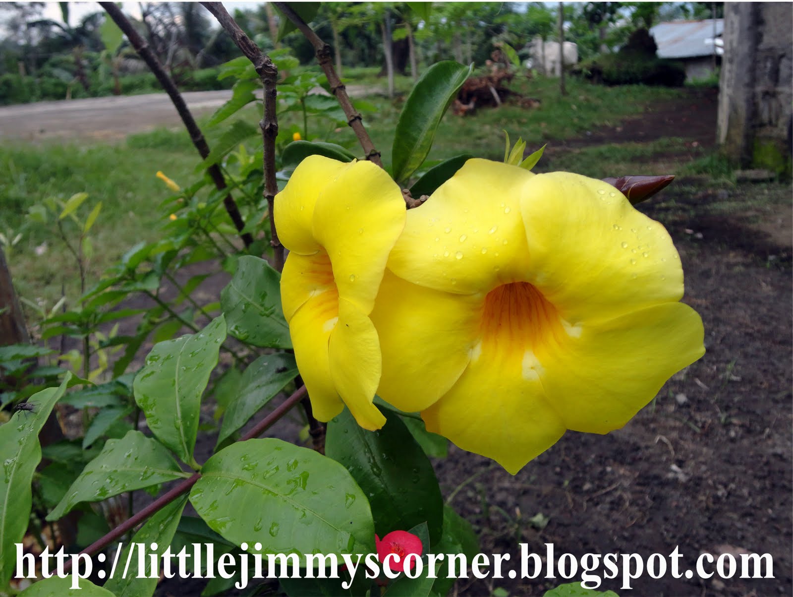 .little jimmy's corner Yellow bell