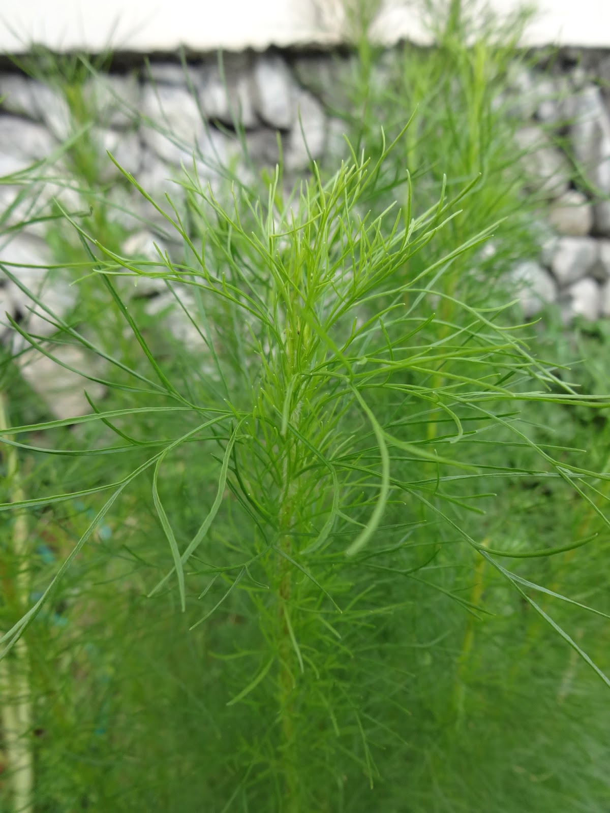 Herbs from Distant Lands Eupatorium capillifolium