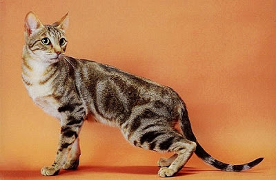 gambar kucing Sokoke