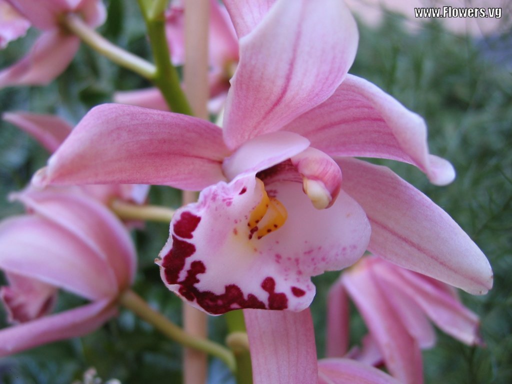 new blog pics dendrobium wallpaper new blog pics dendrobium wallpaper