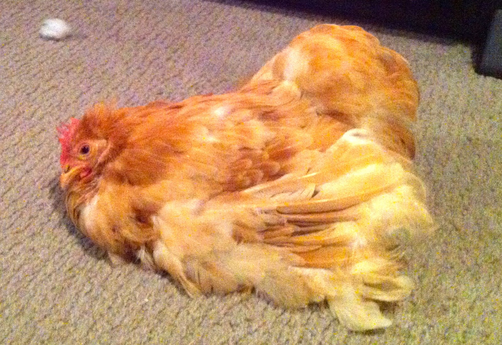 Suburbhen A Hen in the City Green Poop in Chickens