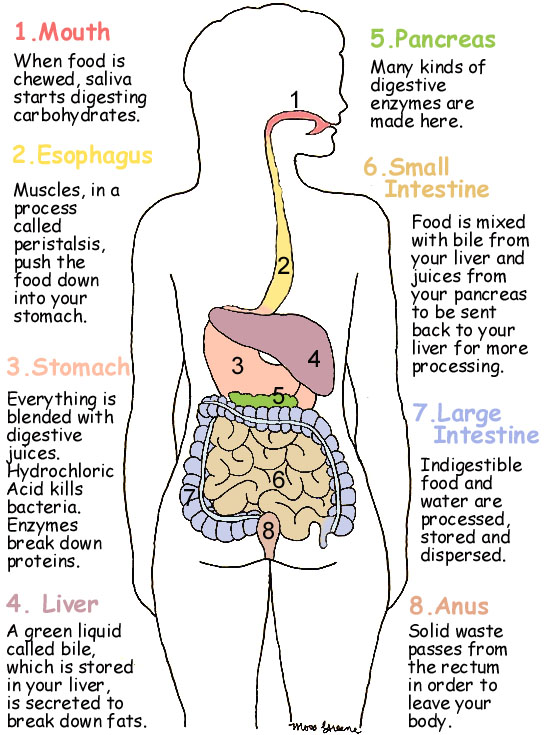 chapter 6 human digestive system biology spm form 4 think what cells in the stomach form enzymes and acids