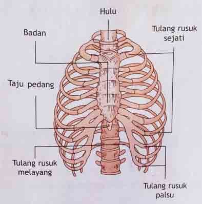 Biologi Sistem Gerak Manusia