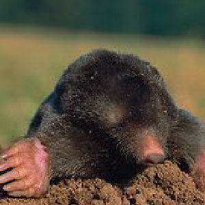 mole