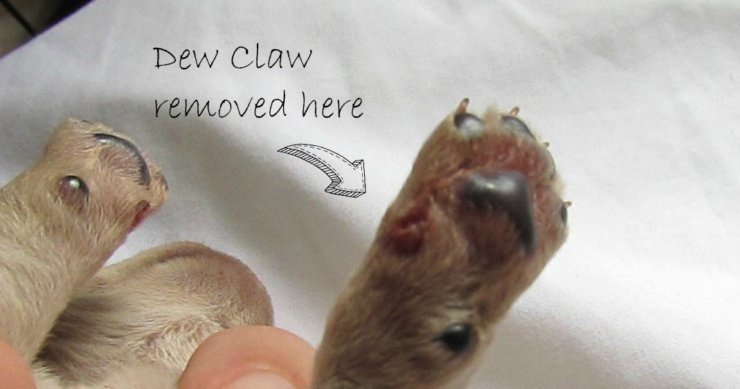 Growing Puppies Virginia Schnoodle Breeder Hypoallergenic Dogs Dew