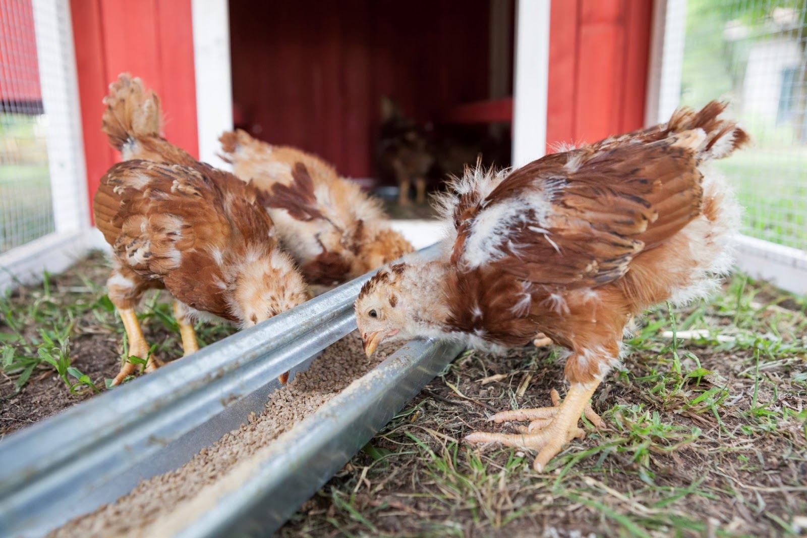 A Complete Guide to Chicken Feed Paris Farmers Union