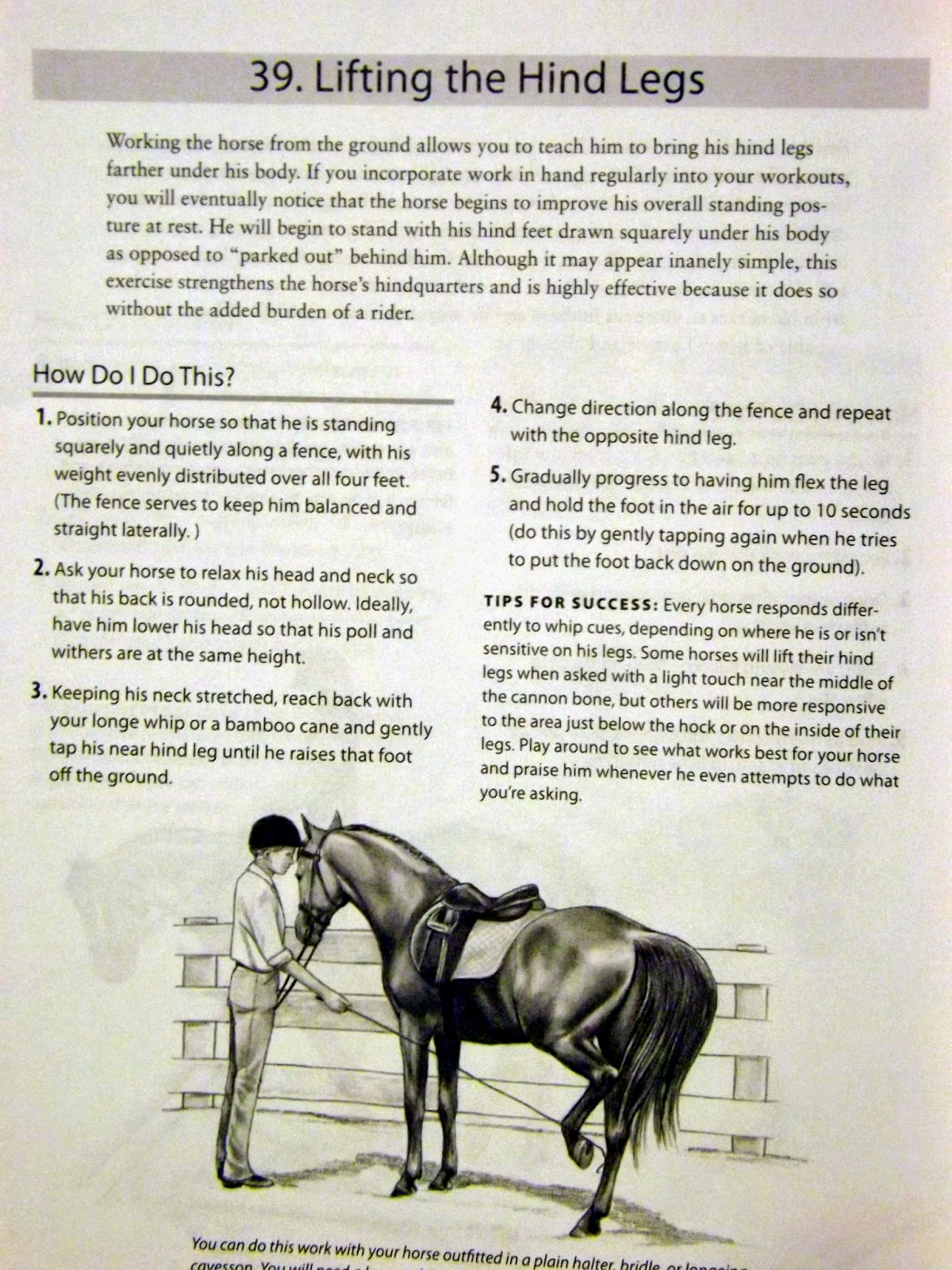 Equestrian Journey Stifle Exercises!
