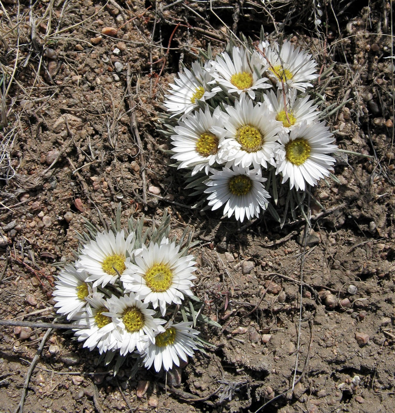 In the Company of Plants and Rocks Easter Daisy Rescue