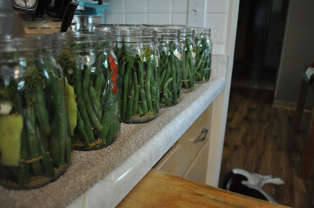 canning, green beans, peppers, salsa, diy, homemade, dilly beans, addicted
