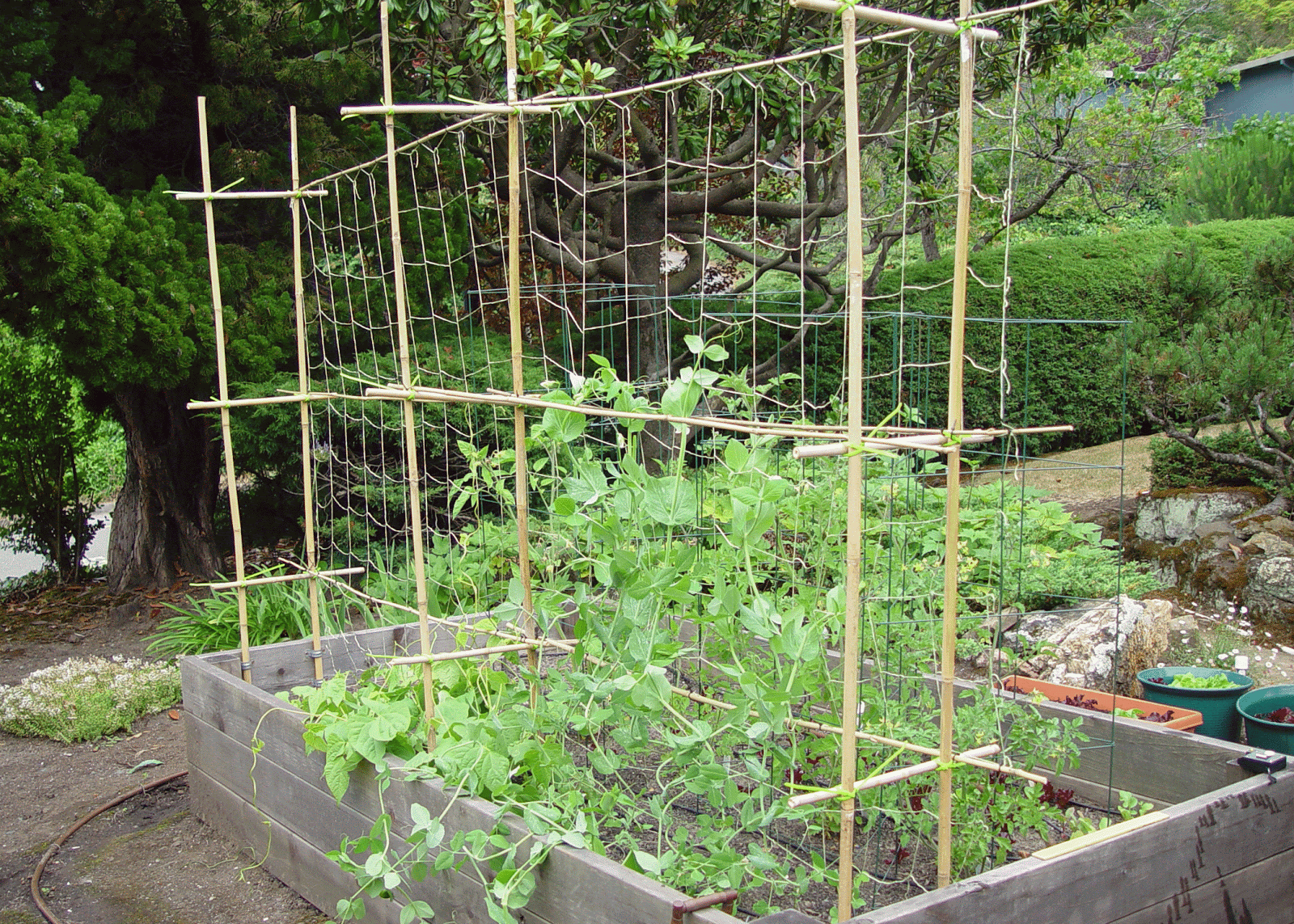Trellis For Beans