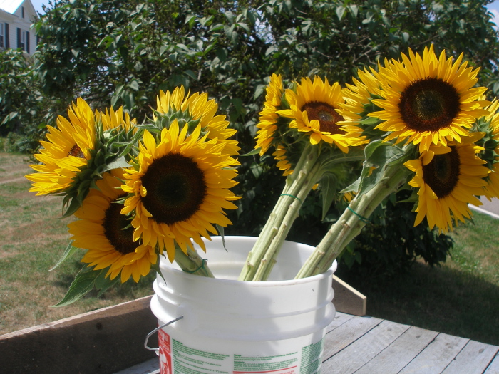 How to Replant Sunflowers from a Bouquet?