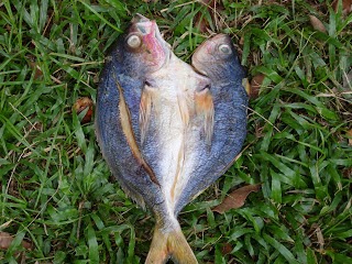 Gambar Ikan Keting | Dunia Binatang