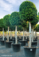 Ficus-nitida-retusa-ejemplar-Barnaplant