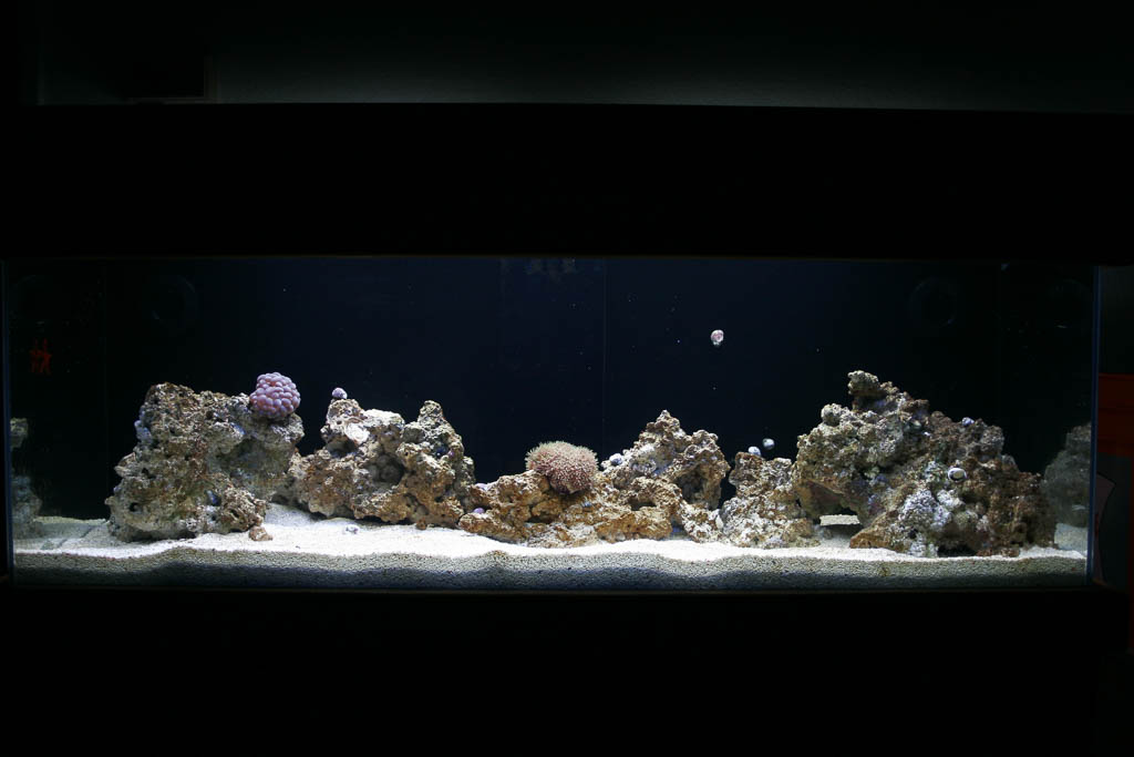 the saga of matt s 2005 saltwater reef aquarium first church of the masochist