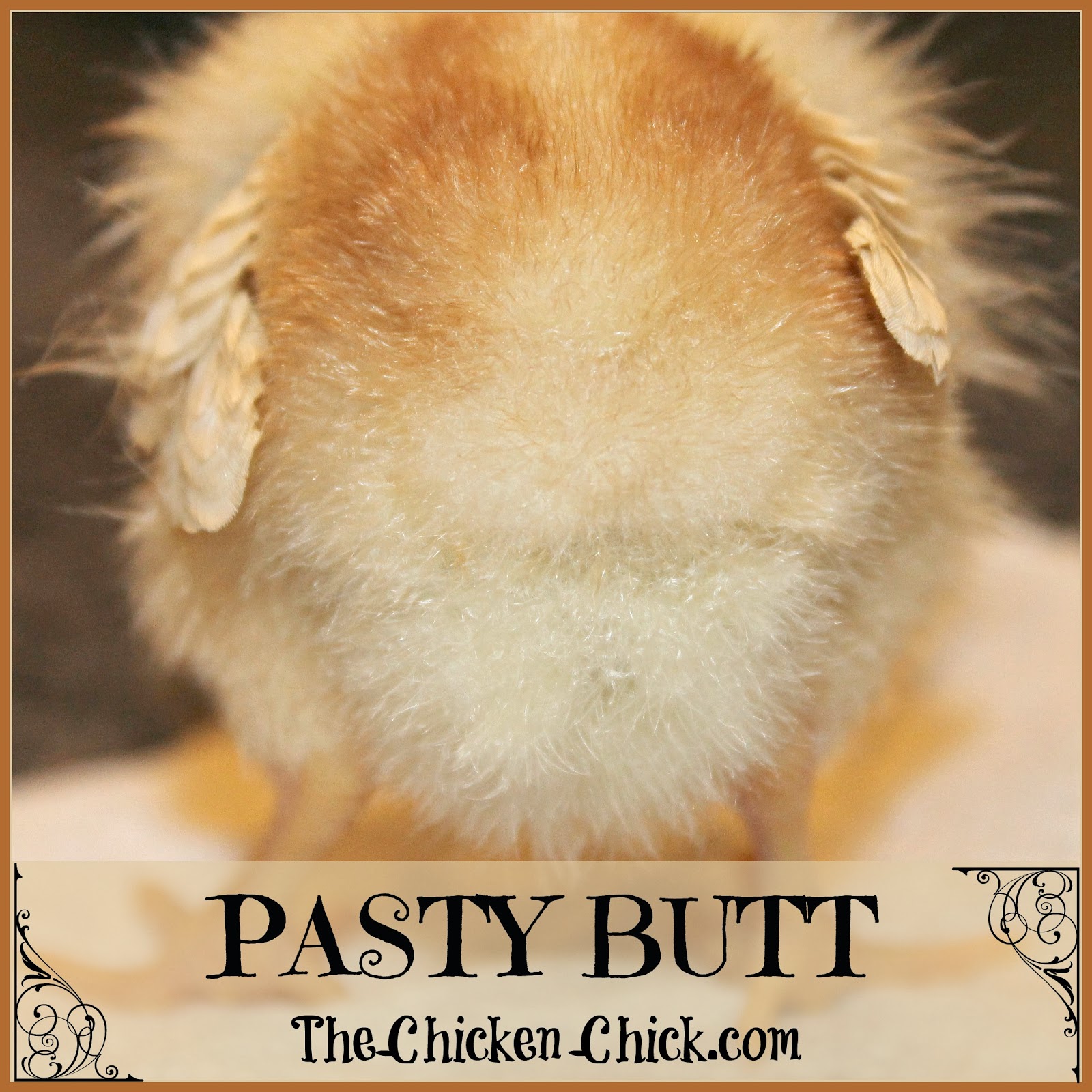 Pasty Butt in Chicks Causes,Treatment & Prevention The Chicken Chick®