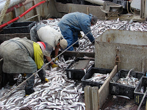 Barco merlucero