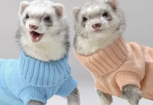 Funniest Clothes Wearing Animals