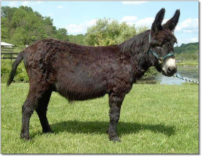 Donkey 02