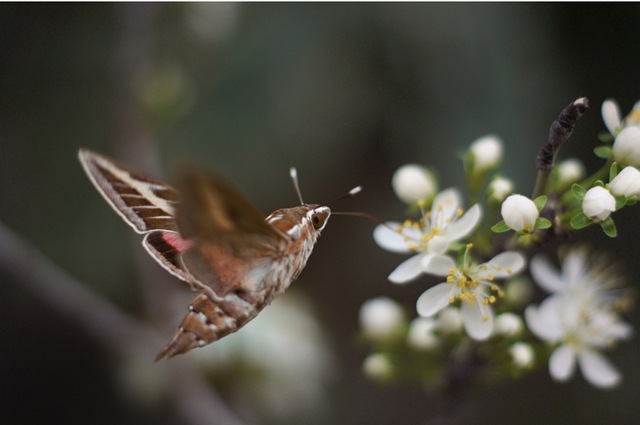 Fleurs Au Potager Le Soucis
